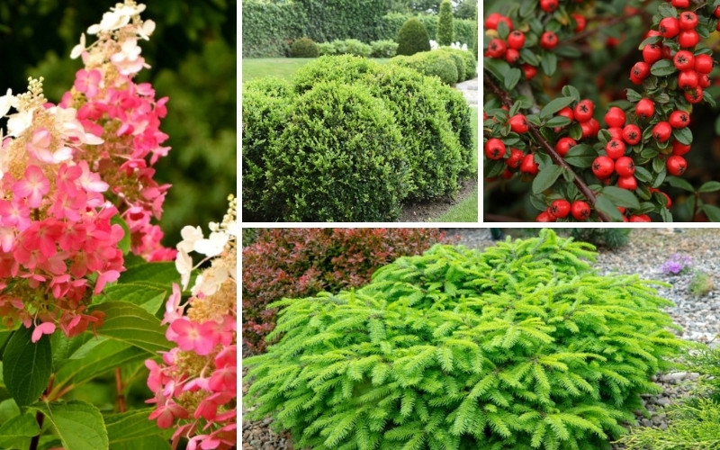 Dwarf Shrubs