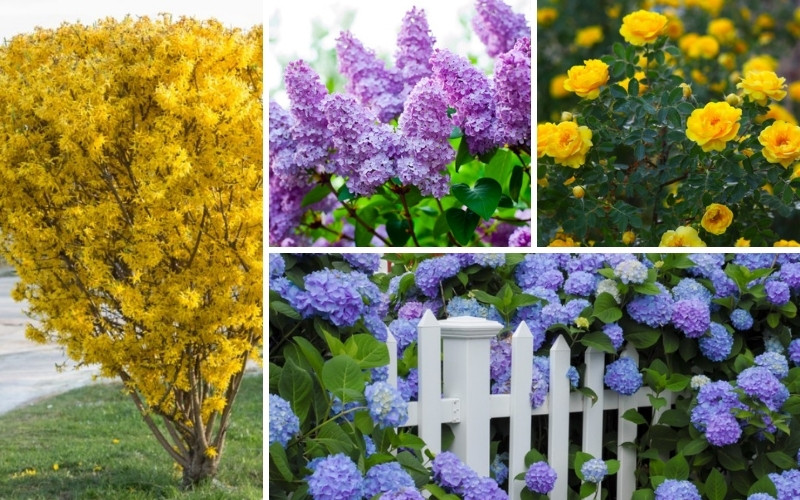 Pretty and Colorful Shrubs