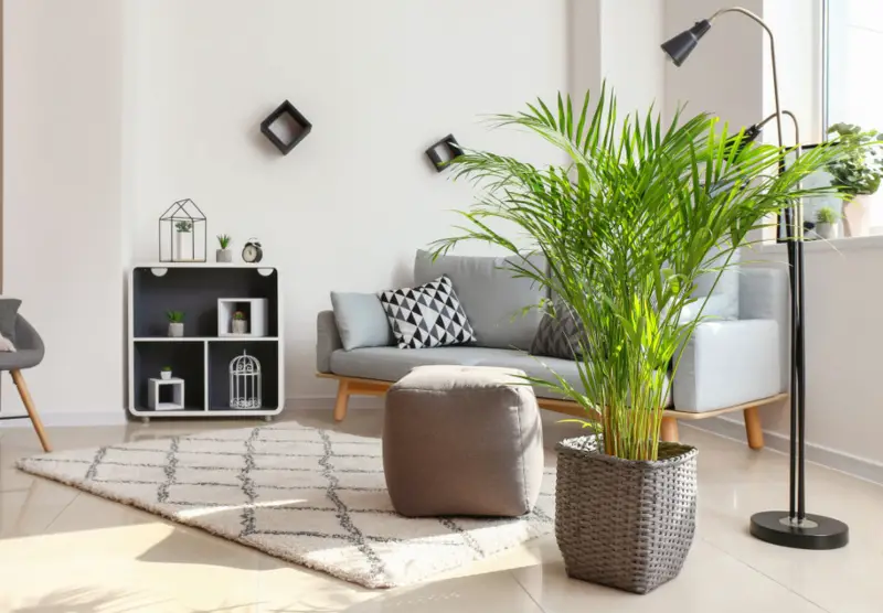 Areca-Palm