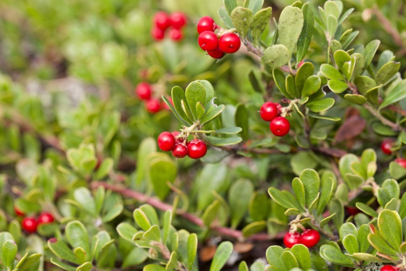 Bearberry