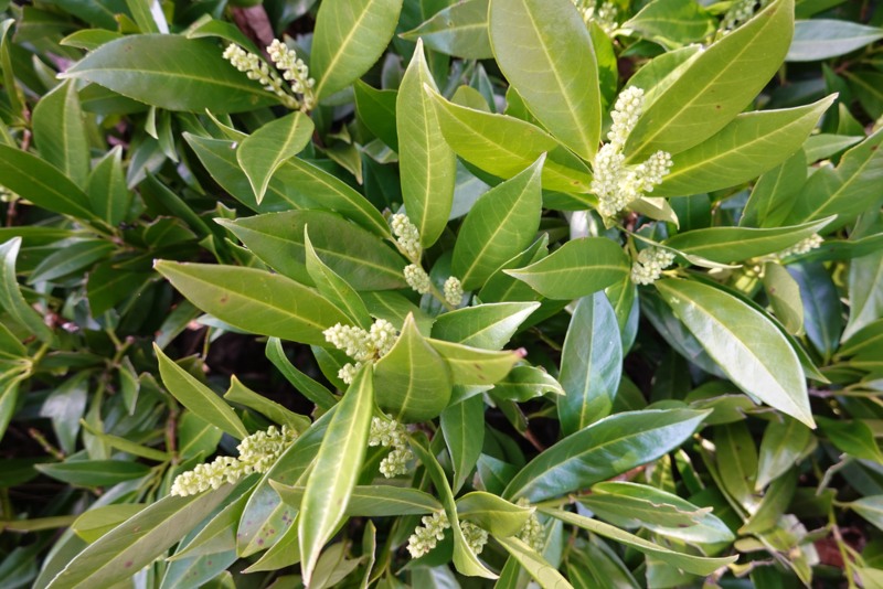 Cherry-Laurel