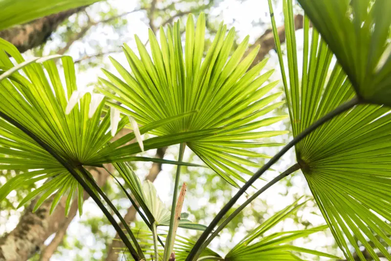 Chinese-Fan-Palm