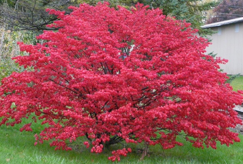 Dwarf-Burning-Bush