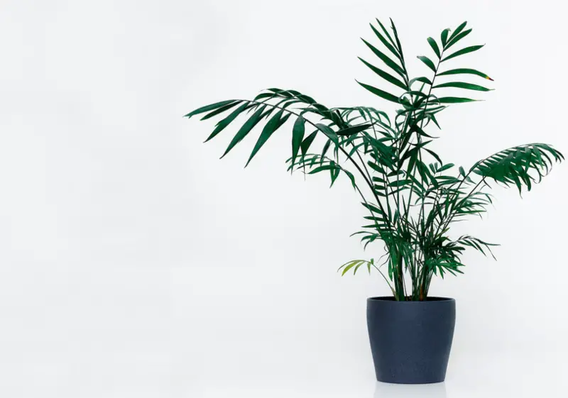 Kentia-Palm