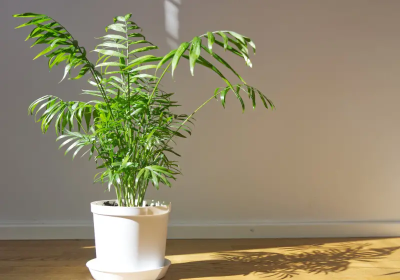 Parlor-Palm