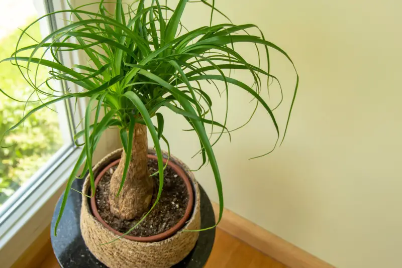 Ponytail-Palm