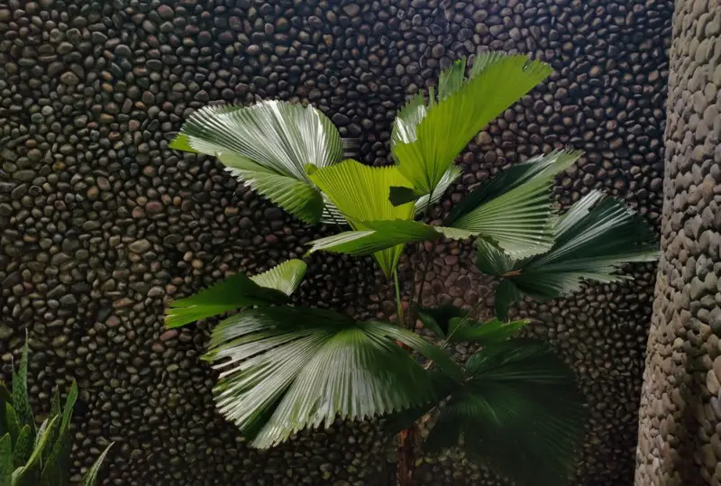 Ruffled-Palm