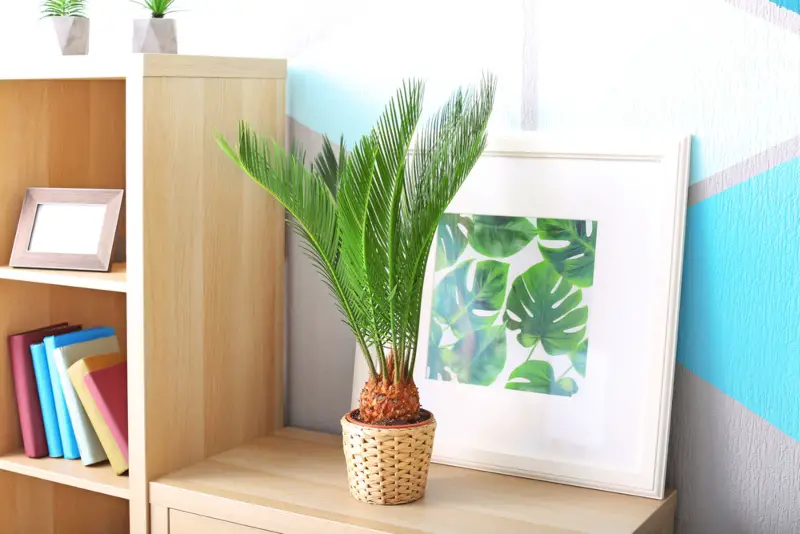 Sago-Palm
