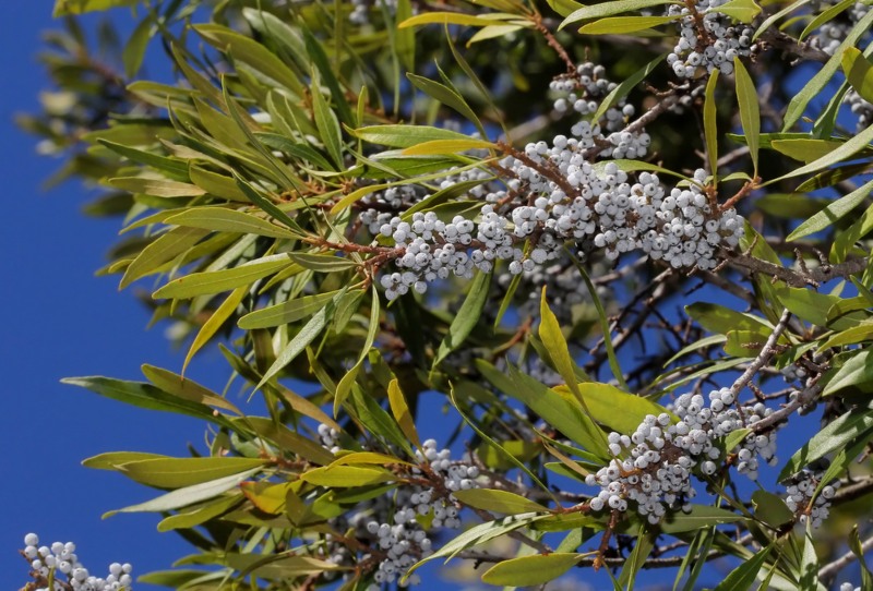 Wax-Myrtle