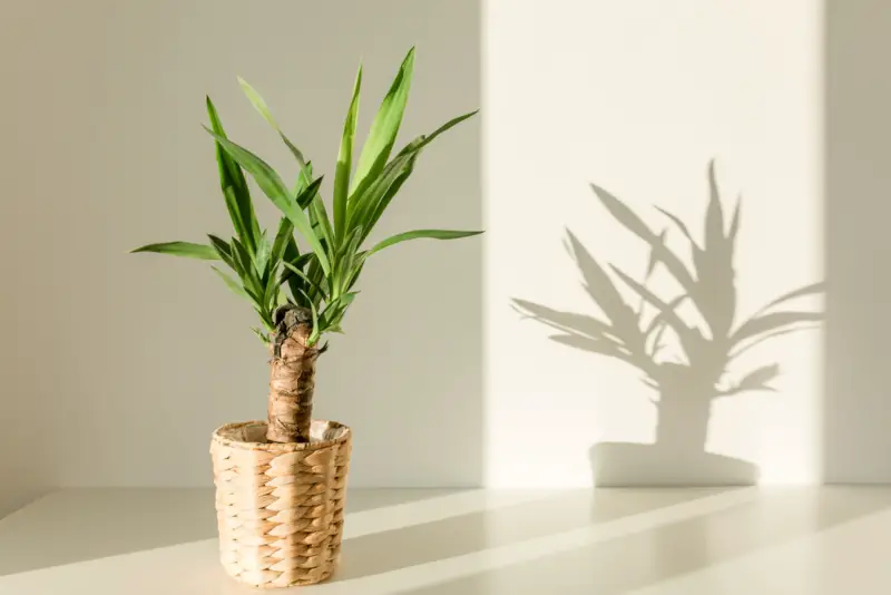 Yucca-Palm