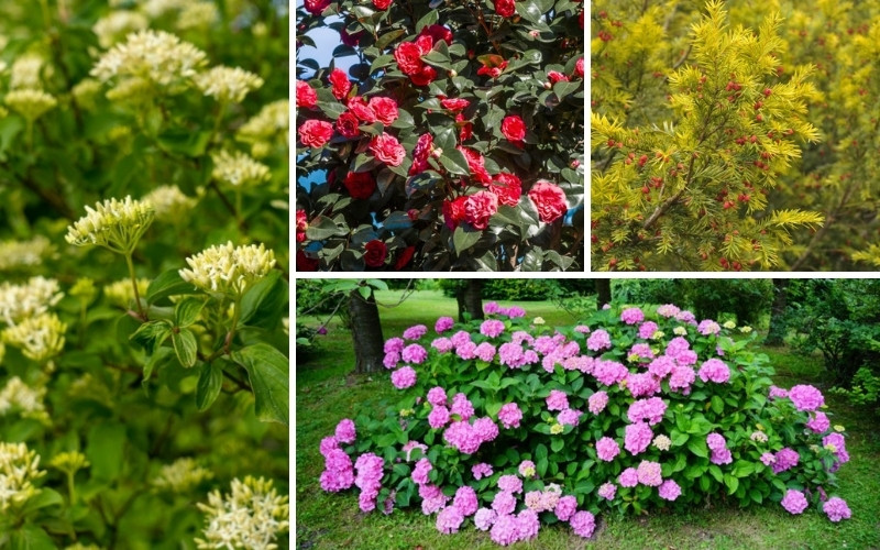 12 Best Shrubs for Borders (Plus Growing Tips)