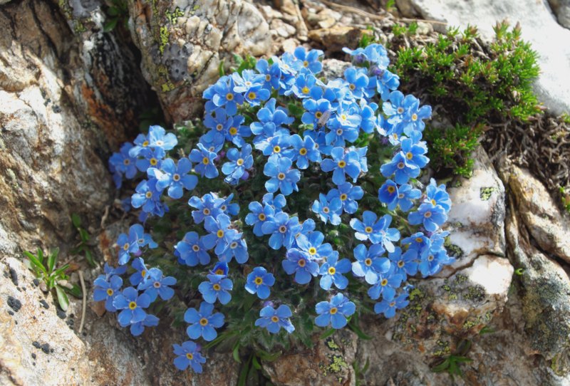 Alpine-Forget-Me-Nots