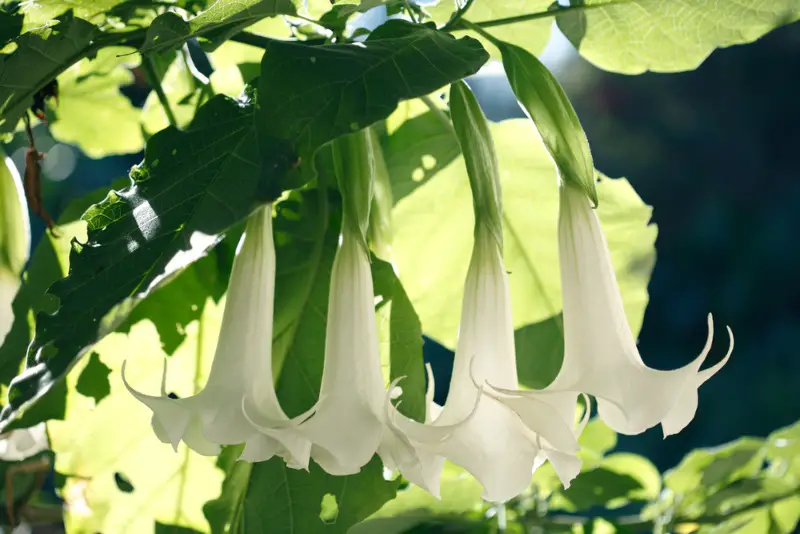 Angel's-Trumpet