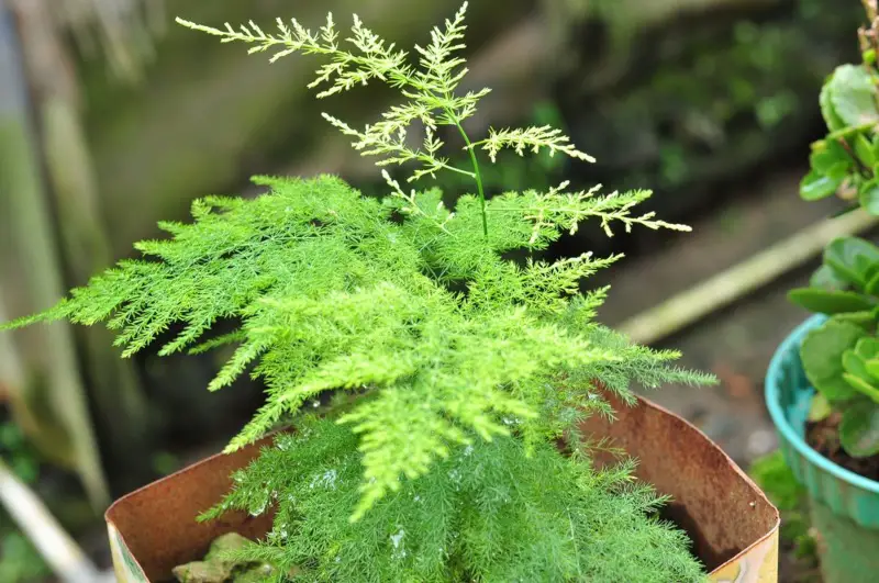 Asparagus-Fern