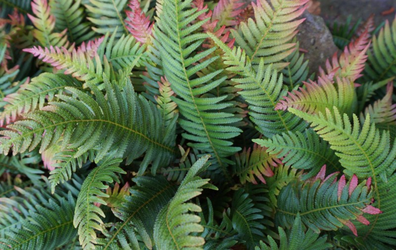 Autumn-Fern