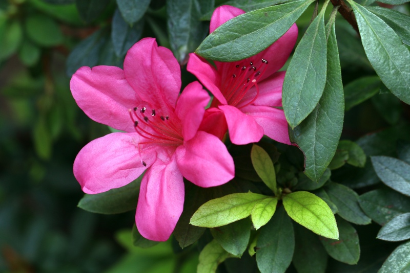 Azalea