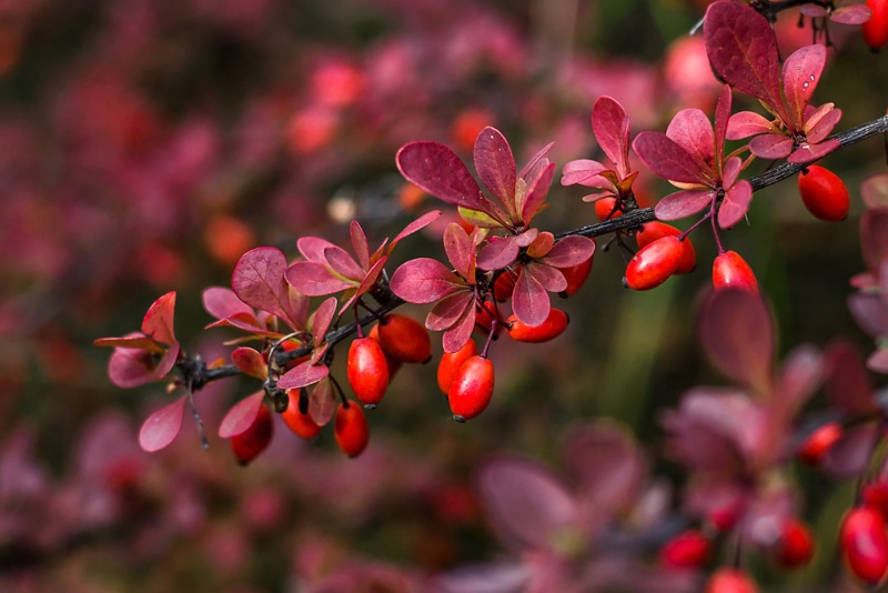 Barberry