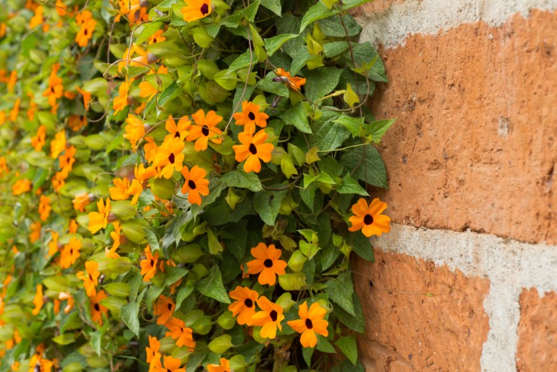 Black-Eyed-Susan-Vine