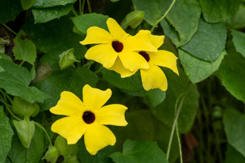 Black-Eyed-Susan-Vine