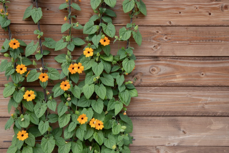 Black-Eyed Susan