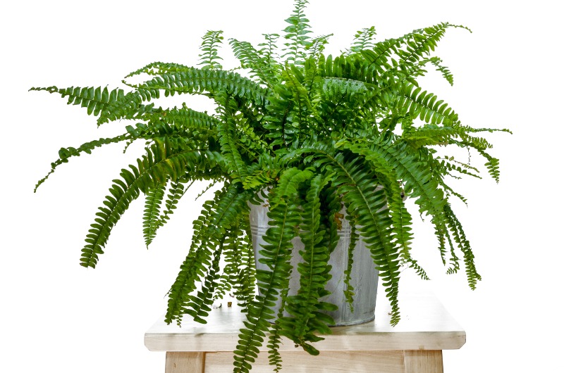 Boston-Fern