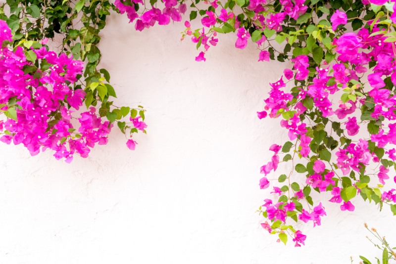 Bougainvillea