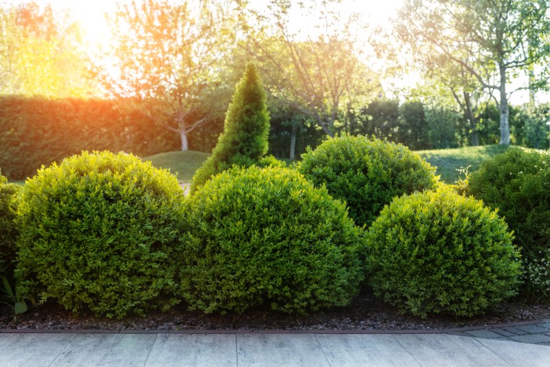 Boxwood