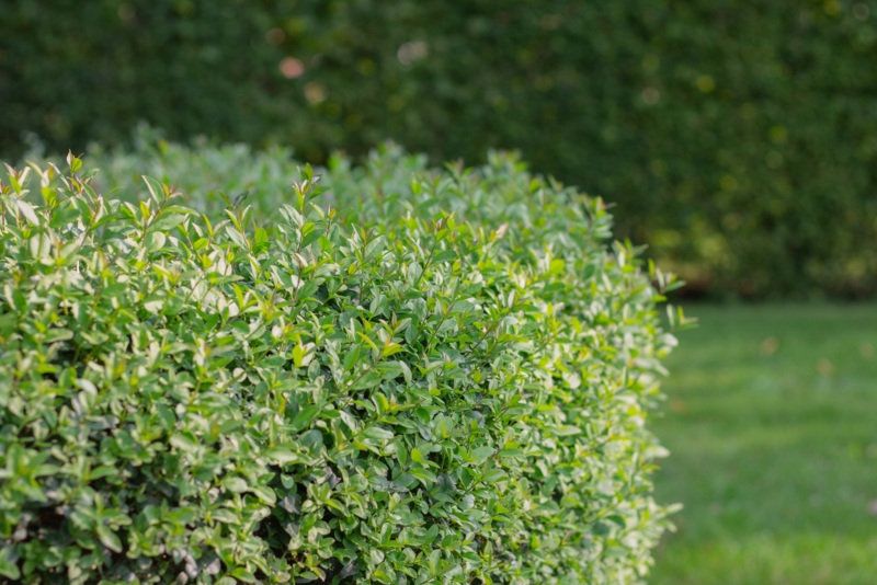 Boxwood