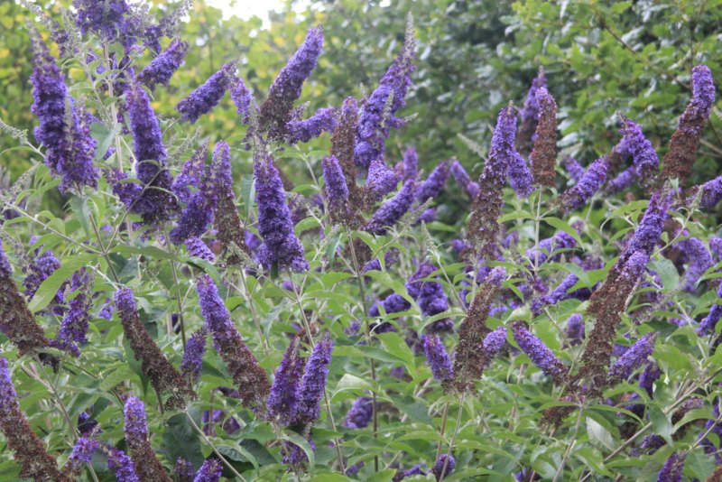 Butterfly-Bush