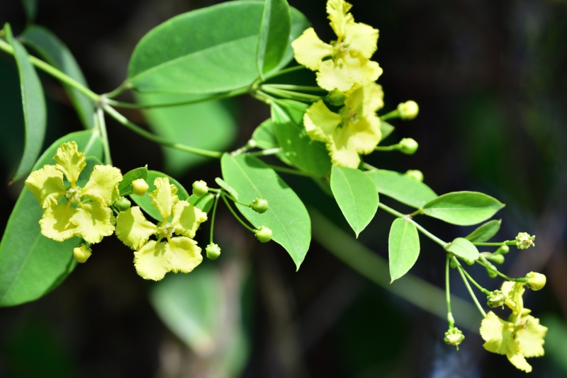 Butterfly-Vine