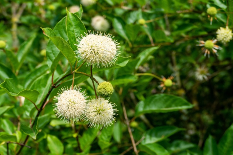 Buttonbush