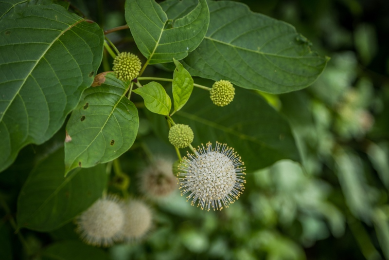 Buttonbush