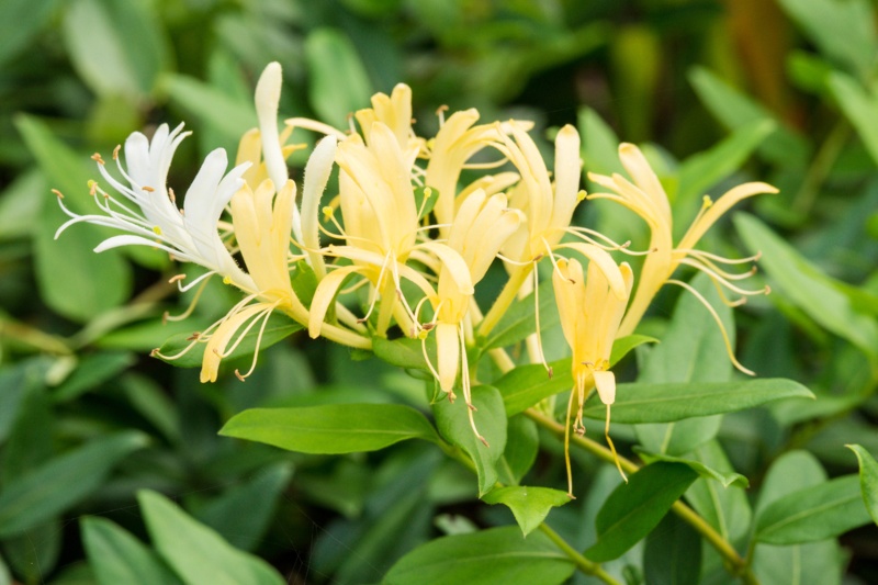 California-Honeysuckle