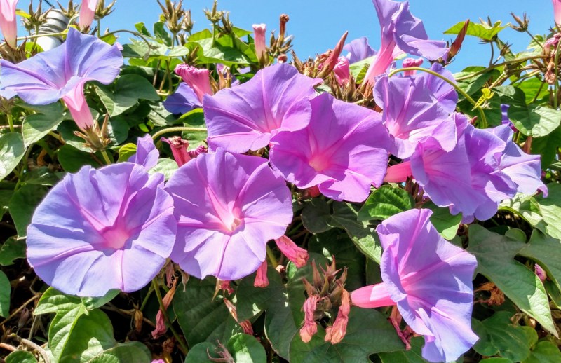 California-Morning-Glory