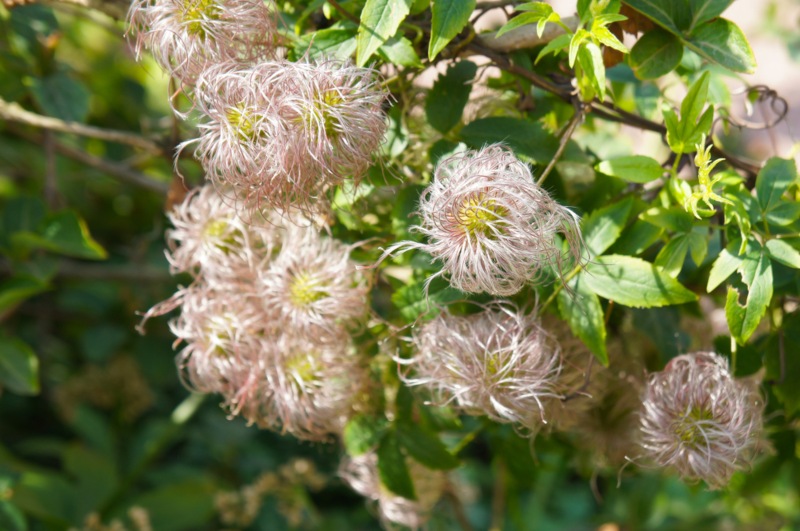 Chaparral-Clematis