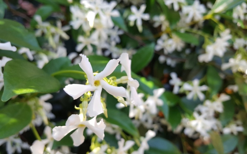 Climbing-White-Jasmine