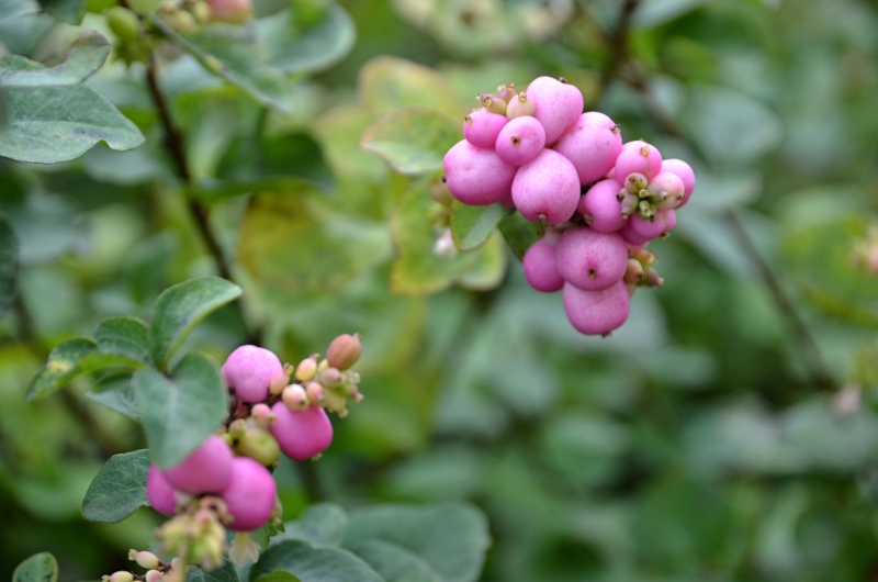 Coralberry