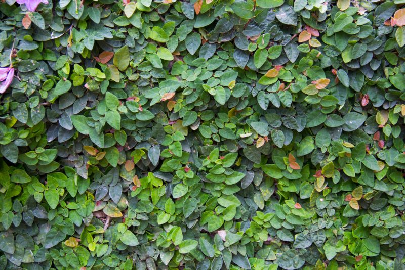 Creeping Fig