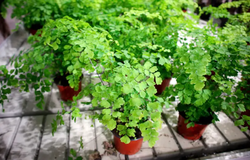 Delta-Maidenhair-Fern