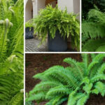 Different Types Of Ferns