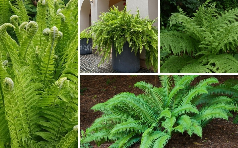 Different Types Of Ferns