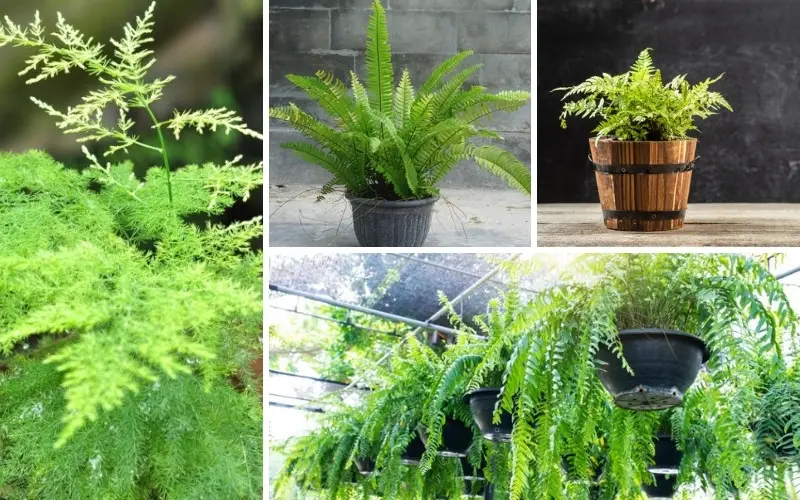 Different Types of Hanging Ferns