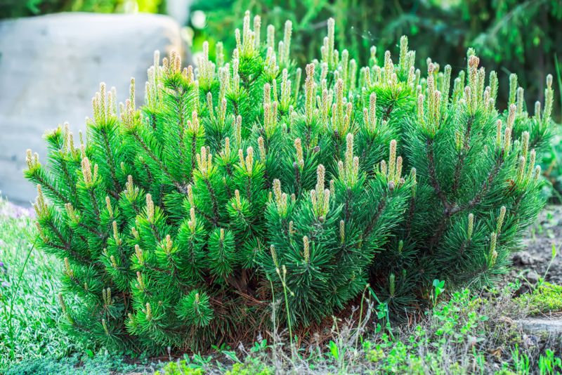 Dwarf-Mugo-Pine