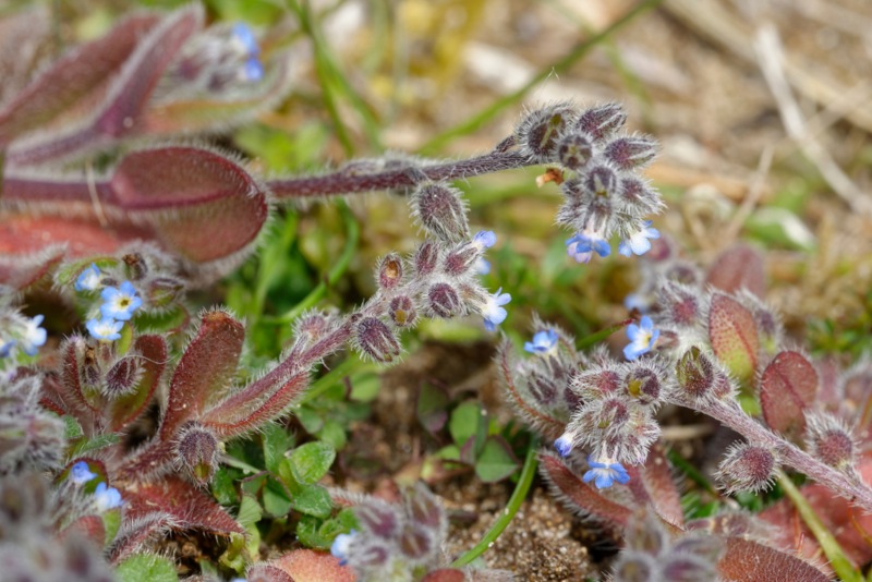 Early-Forget-Me-Nots