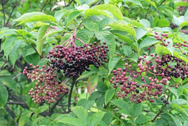 Elderberry