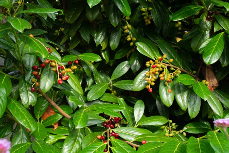 English-Laurel