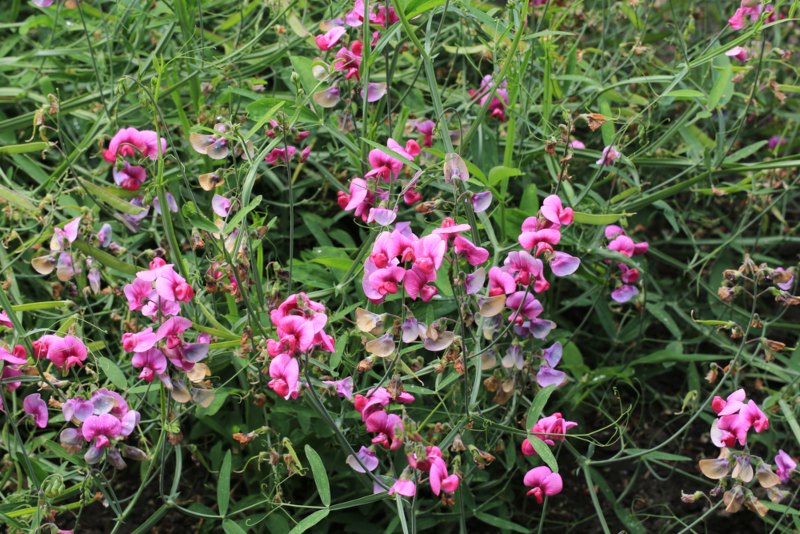 Everlasting-Pea