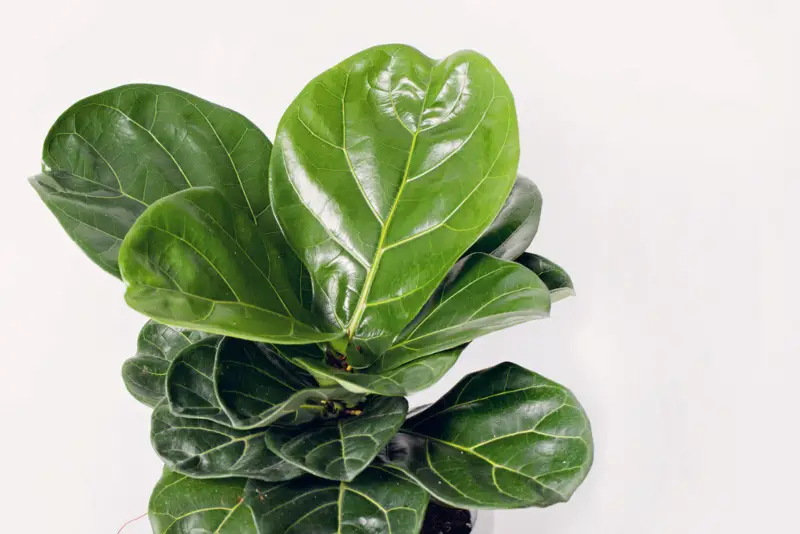 Fiddle-Leaf-Fig