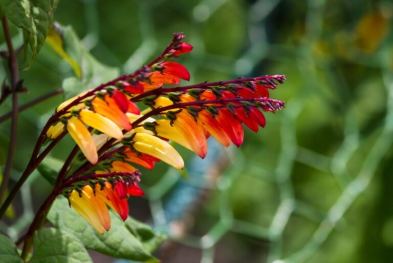 10 Yellow Flowering Vines (Plus Growing Tips) Garden Lovers Club