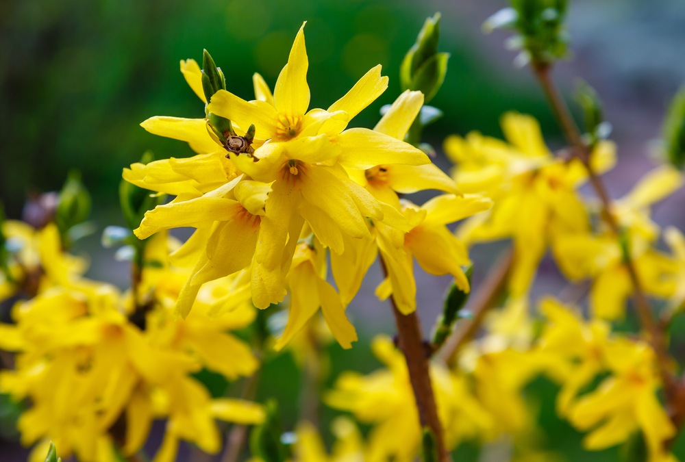 Forsythia